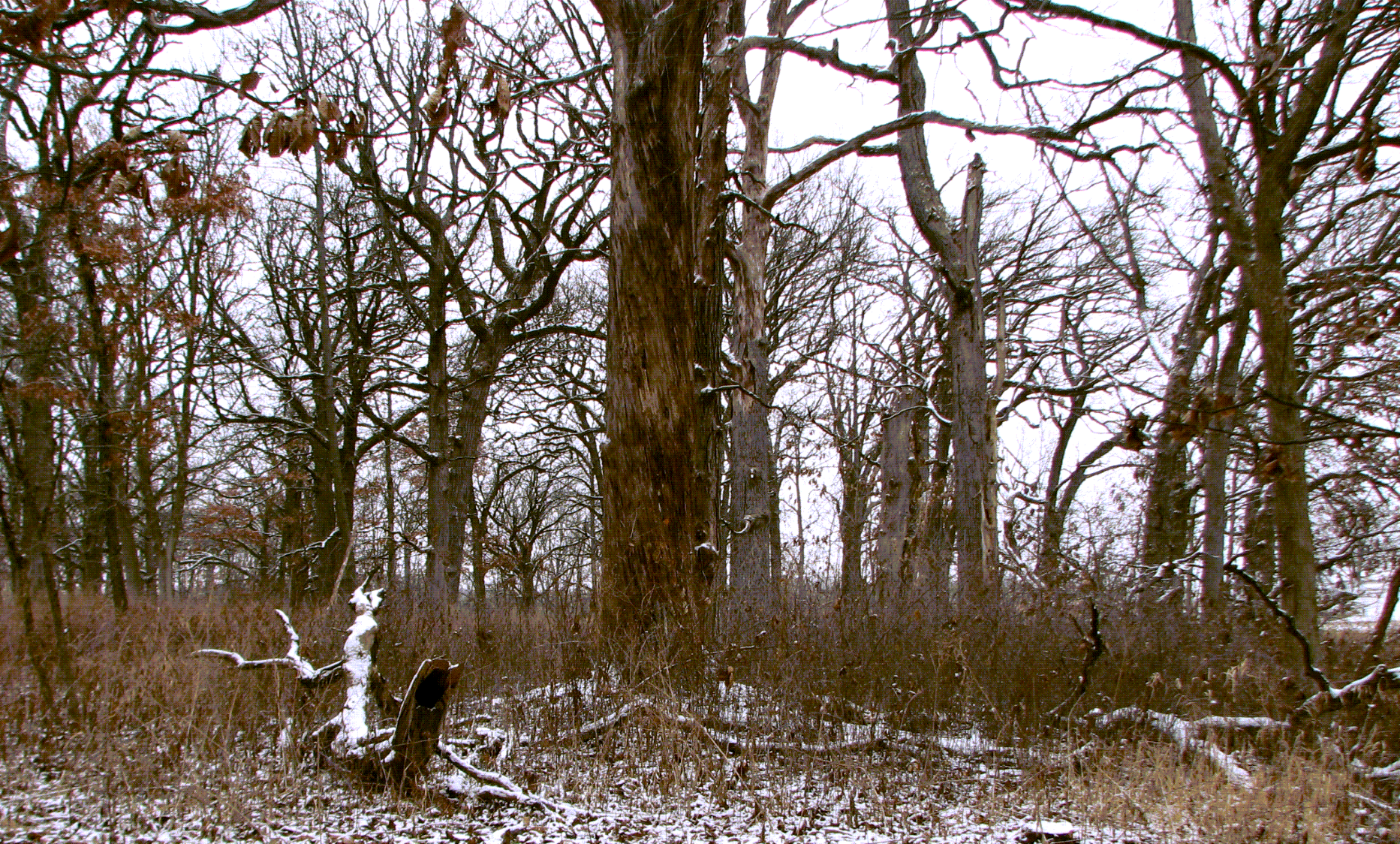 When A Tree&nbsp;Dies