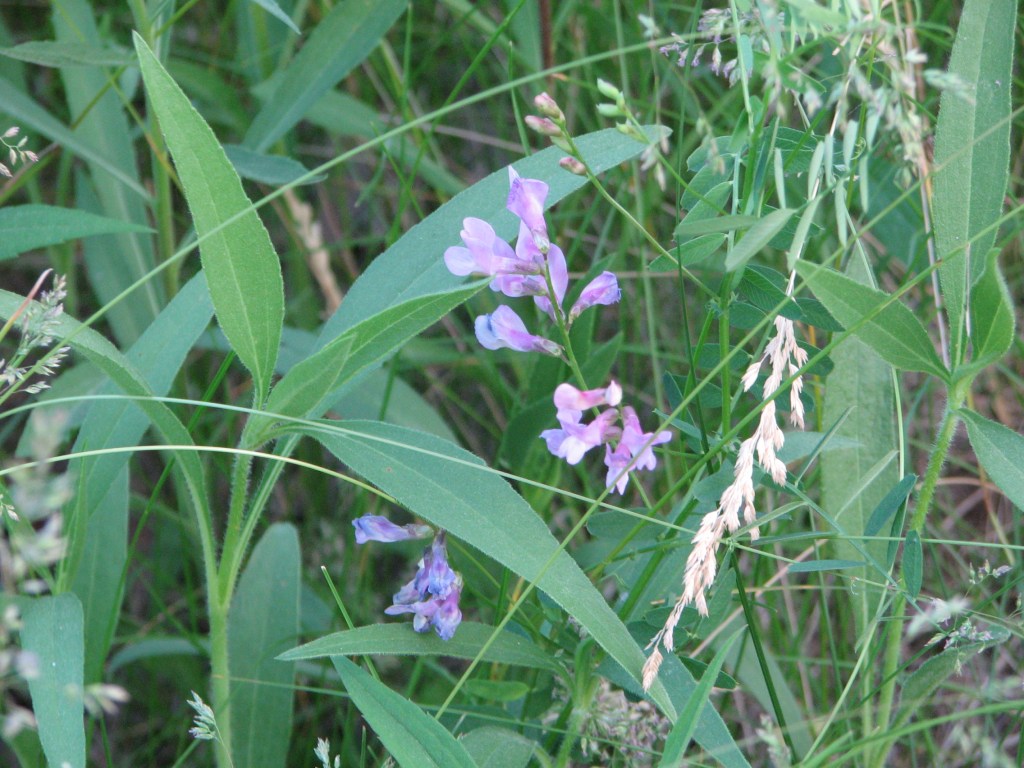 Poplar Creek, Near Shoe Factory Road Prairie Nature Preserve Preliminary&nbsp;Results