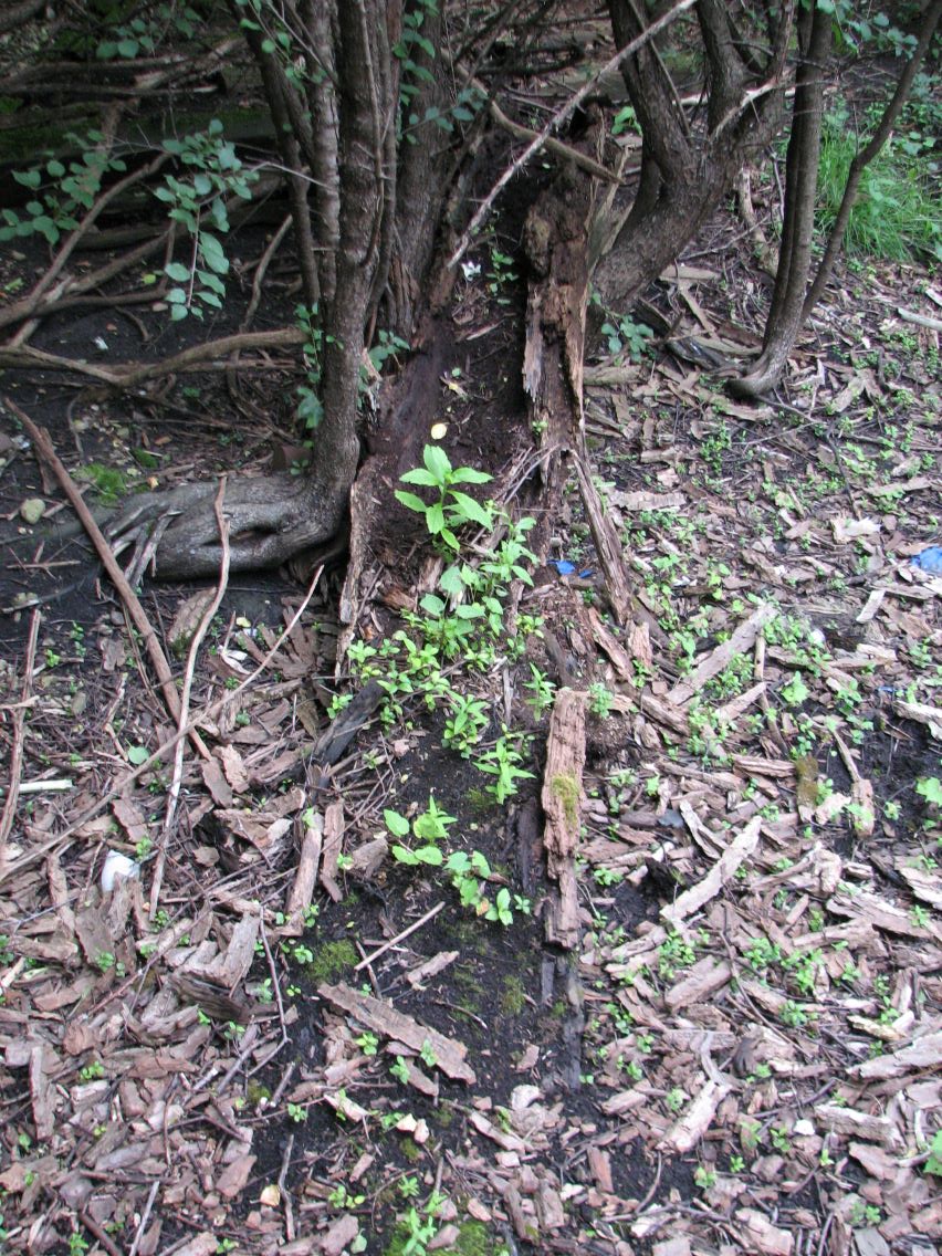 Buckthorn Seedlings in Low Nitrogen Soil (a Decomposing&nbsp;Log)