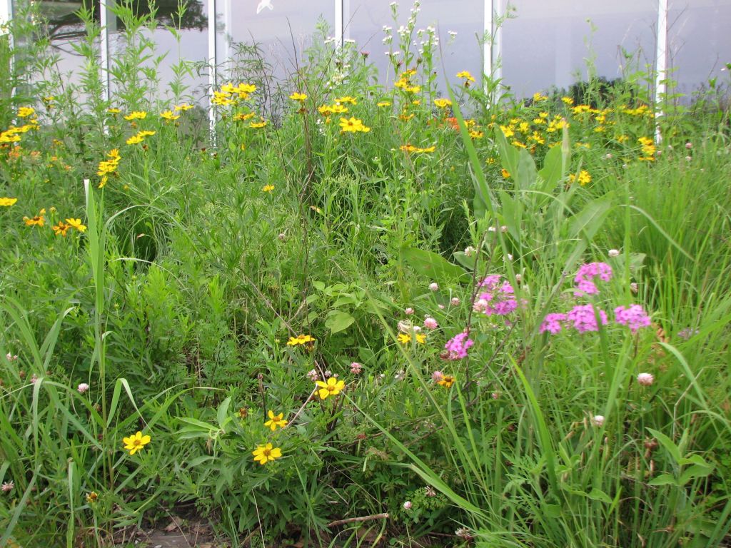 Death to a Native Plant Garden&nbsp;5/6/2023