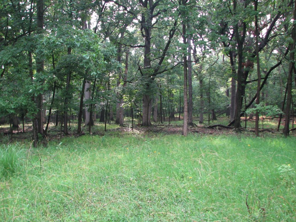 Poplar Creek Comparison Photos: Winter to&nbsp;Summer
