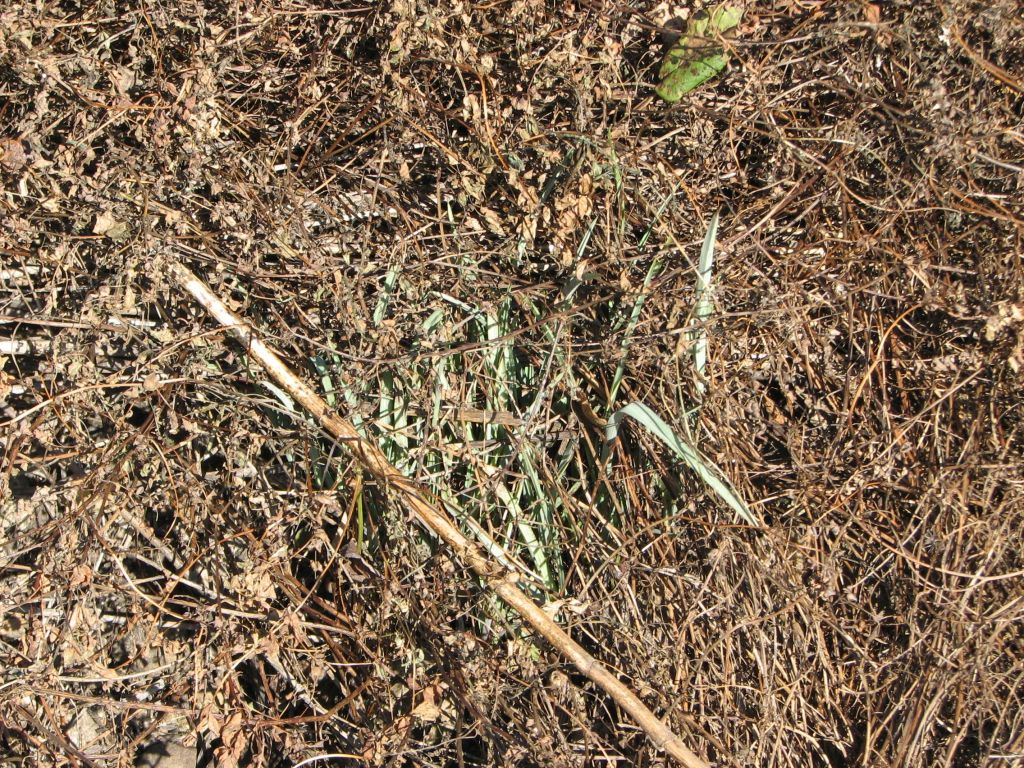 Selectivity of Glyphosate&nbsp;Foam