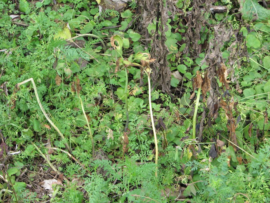 The Worst Invasive Species Control I’ve&nbsp;Seen