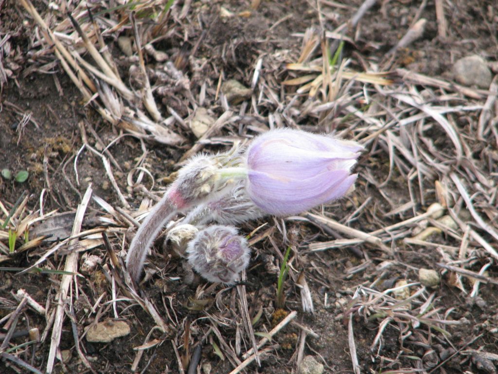 Harlem Hills 3/24/2024