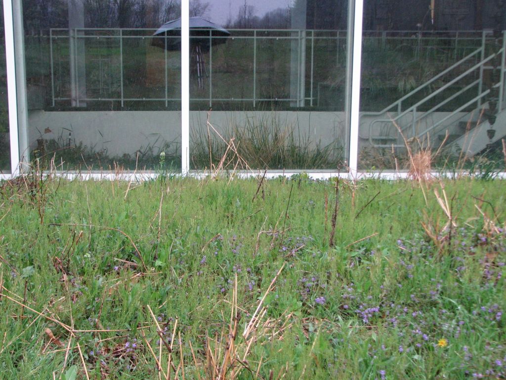 Death To A Native Plant Garden: One Year&nbsp;Later