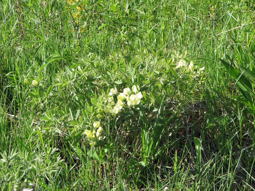 Old Plank Road Prairies May 5th,&nbsp;2024
