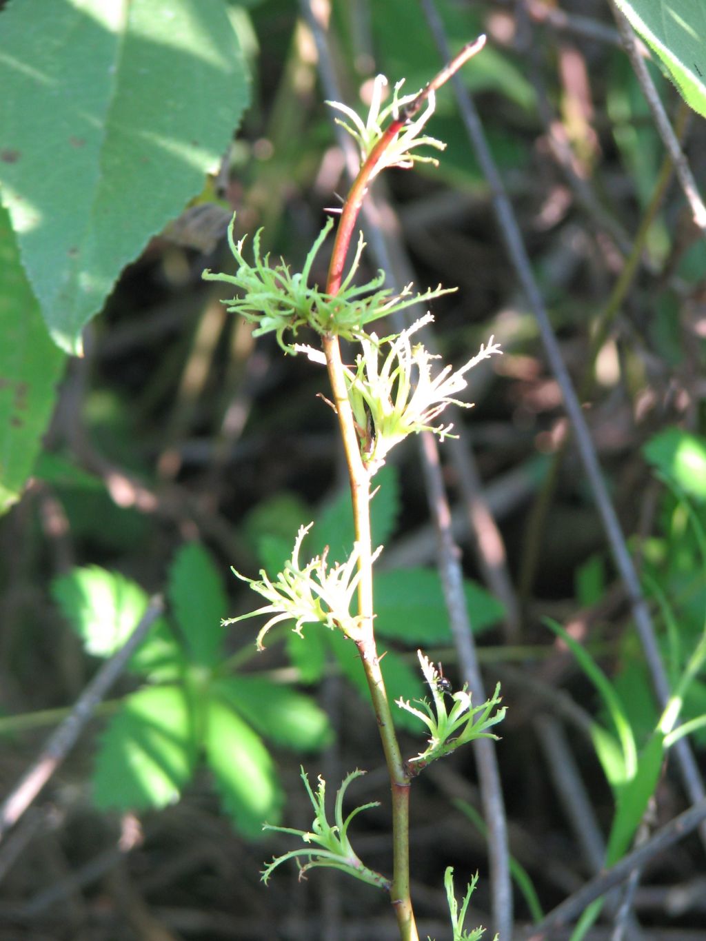 Crown Vetch Control – Applying Glyphosate Foam to the Base of&nbsp;Stems