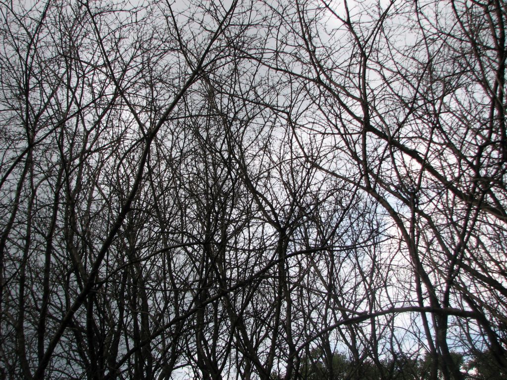 Getting Basal Bark Application&nbsp;Right