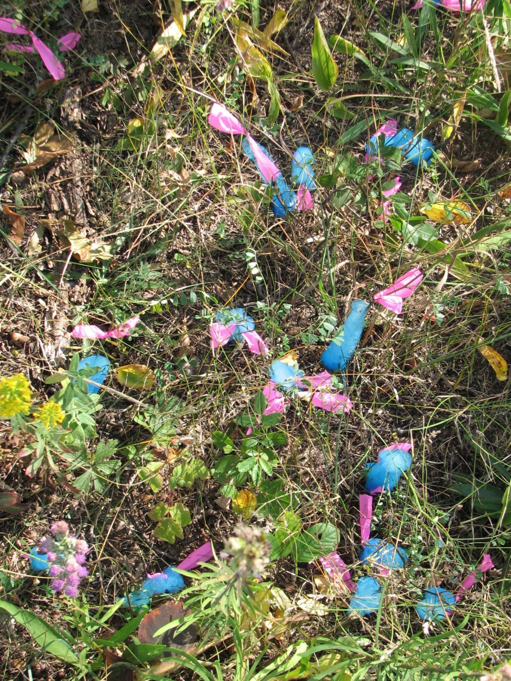 Crown Vetch Control At Hosah Park on&nbsp;9/14/2024