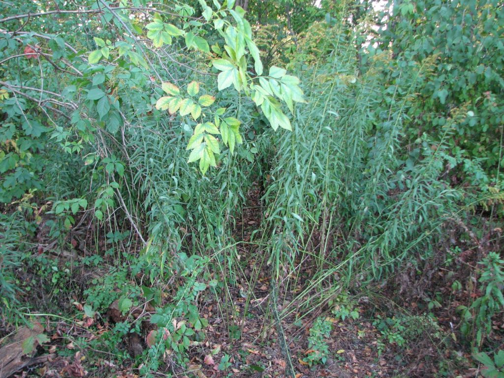 Vegetation Development on Decomposed Common Buckthorn Wood&nbsp;Chips