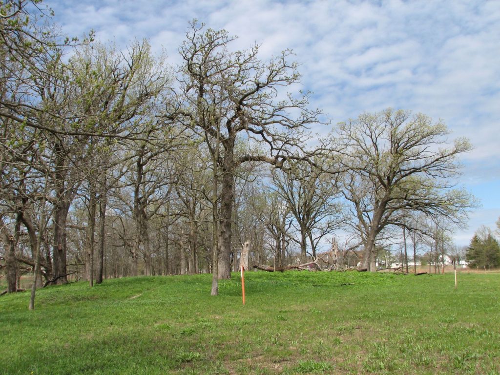 Citizens for Conservation Spring Ephemeral Hike at Flint Creek Savanna&nbsp;5/3/2025