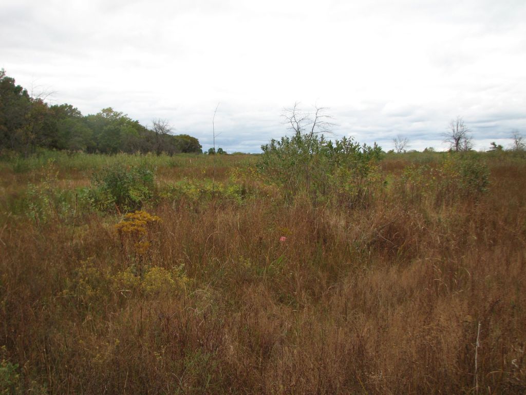Hosah Glossy Buckthorn Control 10/11/2025
