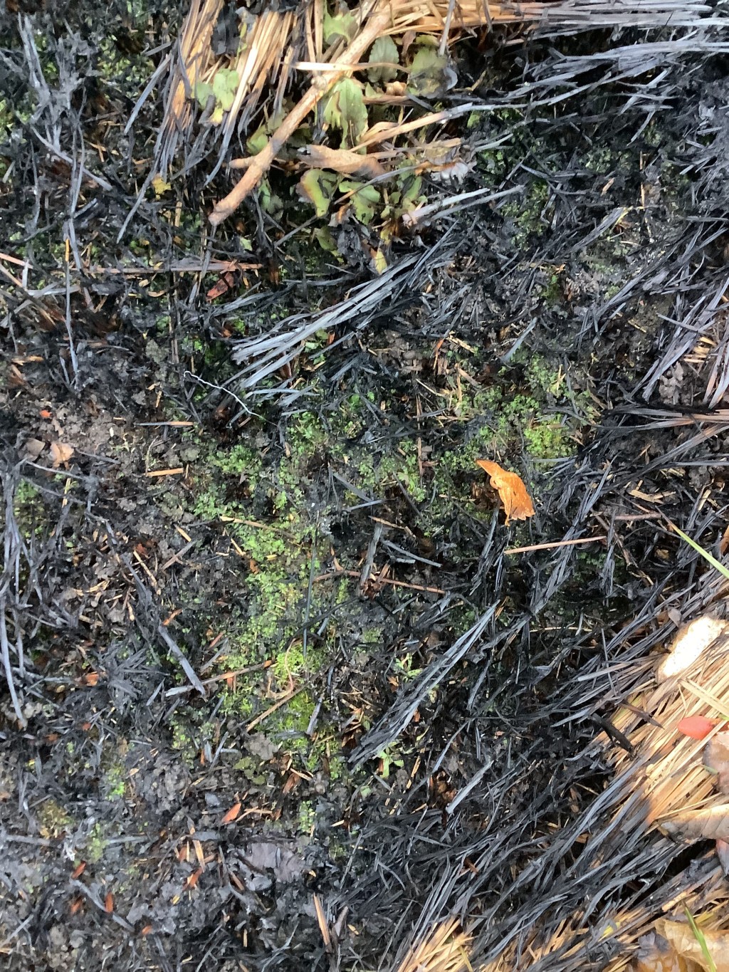 Fire’s Impact on Moss in a Prairie&nbsp;Planting