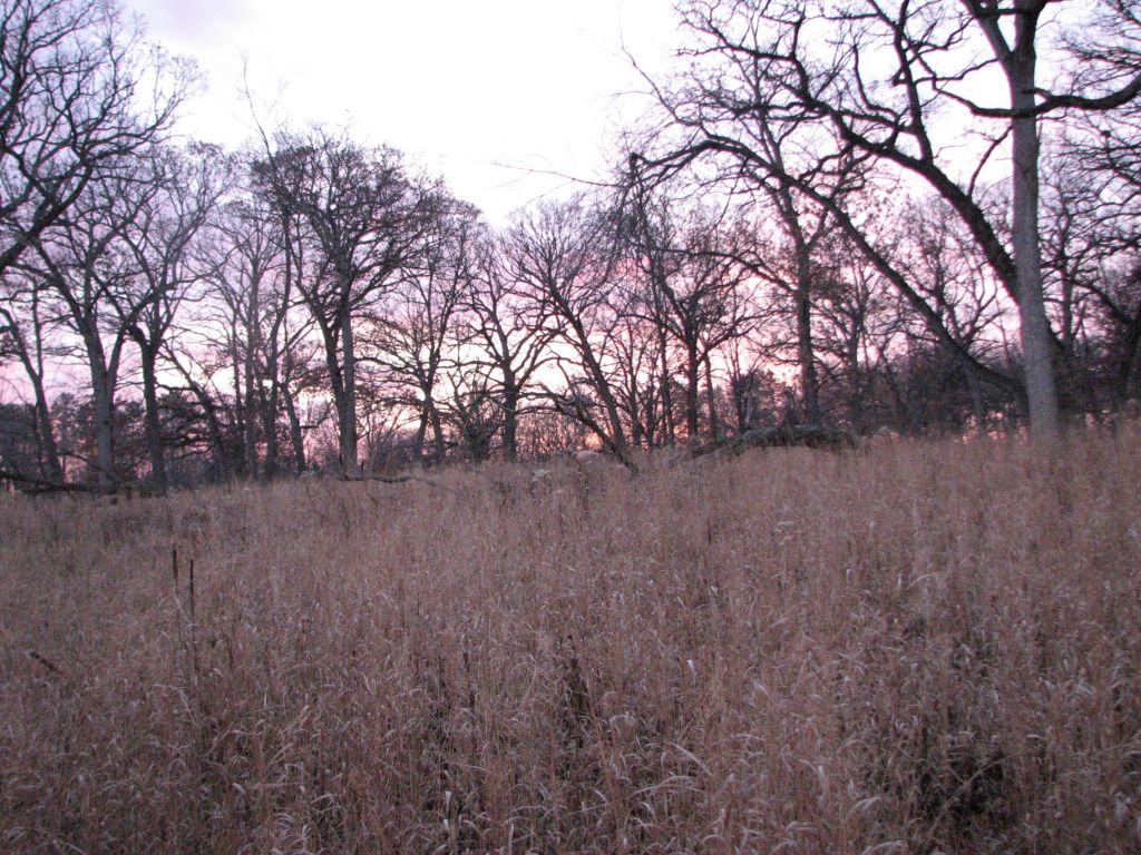 Poplar Creek, Schaumburg Road Grasslands,&nbsp;11/22/2025