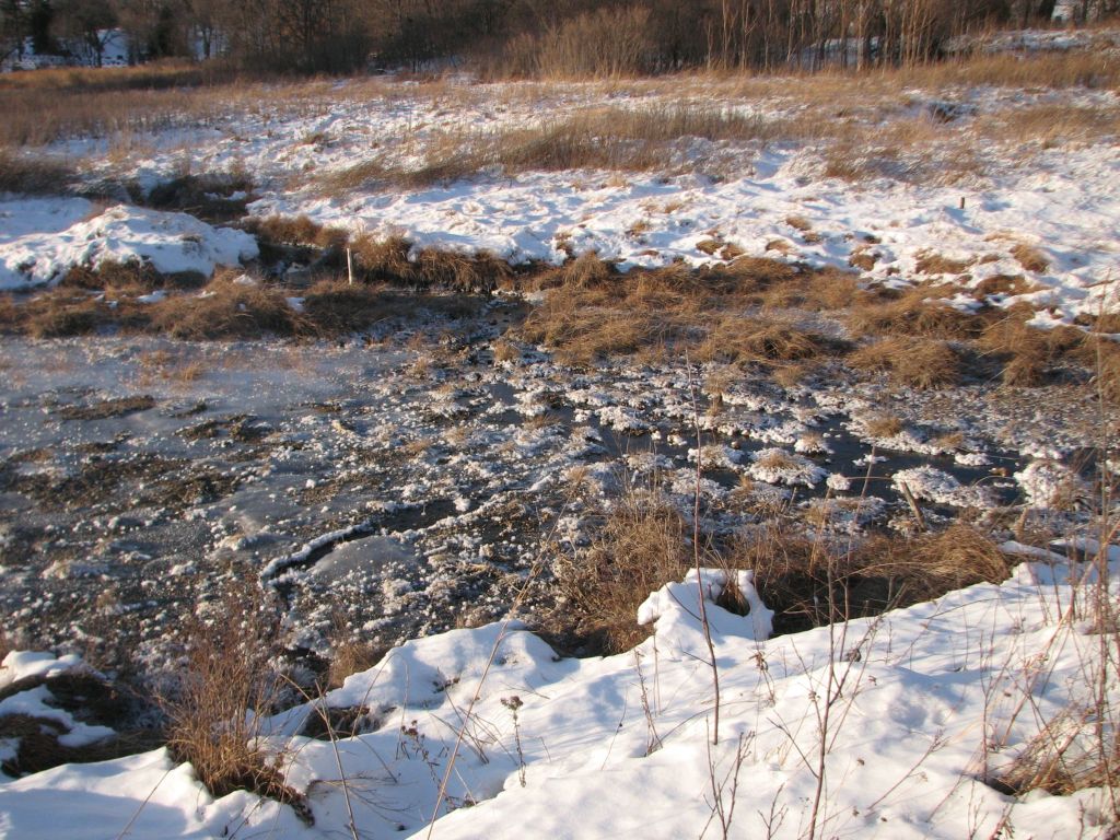 Bluff Spring Fen  Winter Scenes&nbsp;12/14/2025