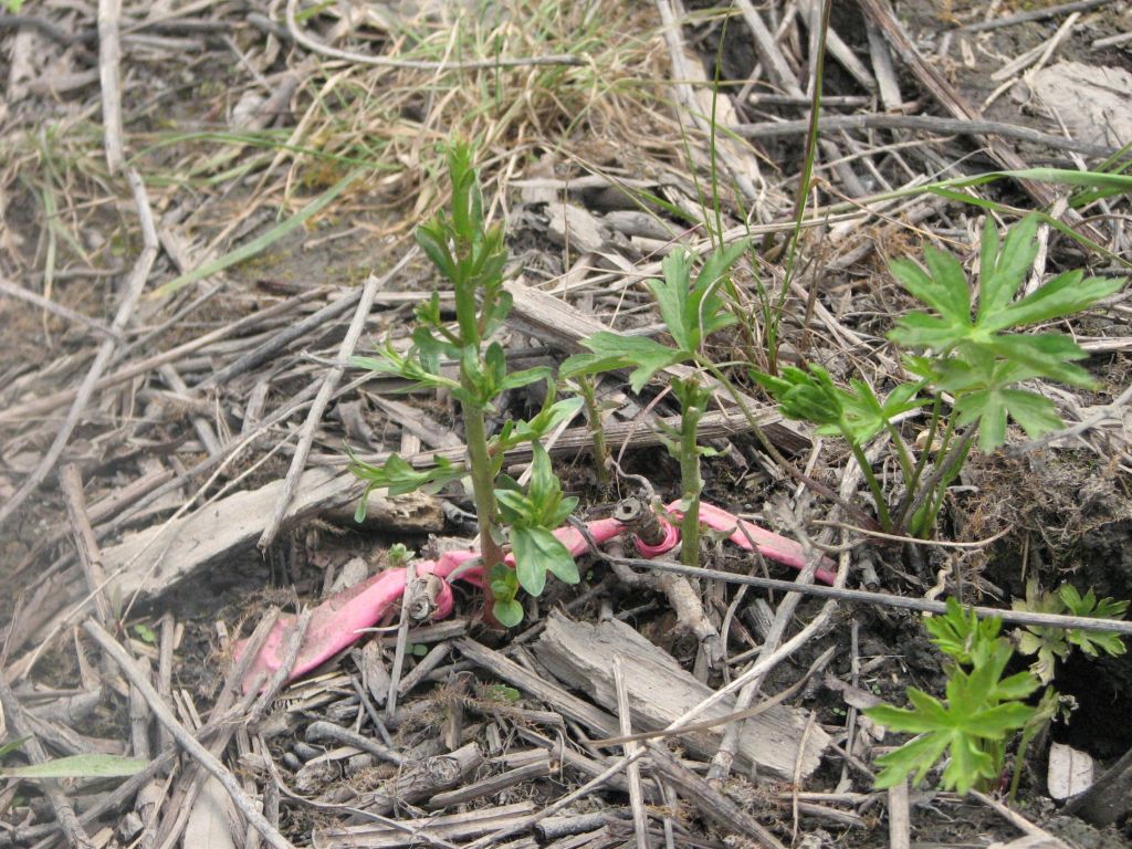 Draft Purple Loosestrife: Glyphosate Applied to Cut Stems